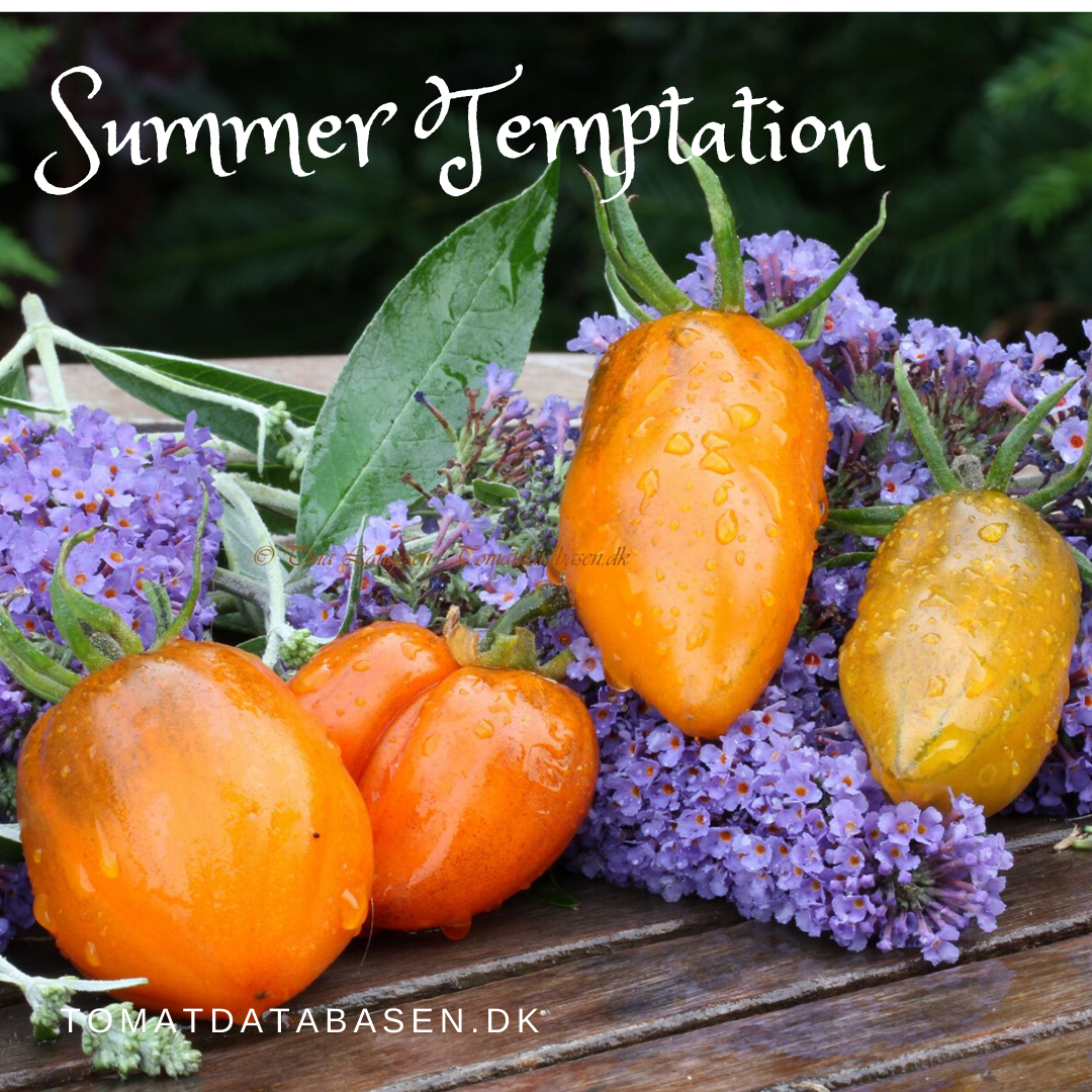 Summer Temptation